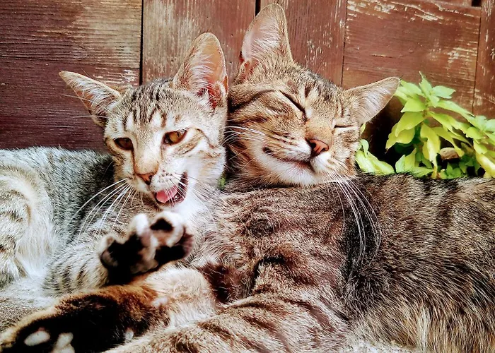 Hostel Little Konjic